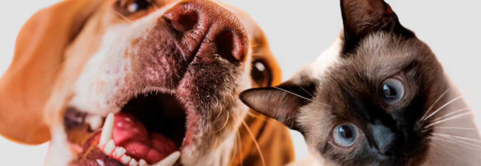 50% OFF for Pet Lovers