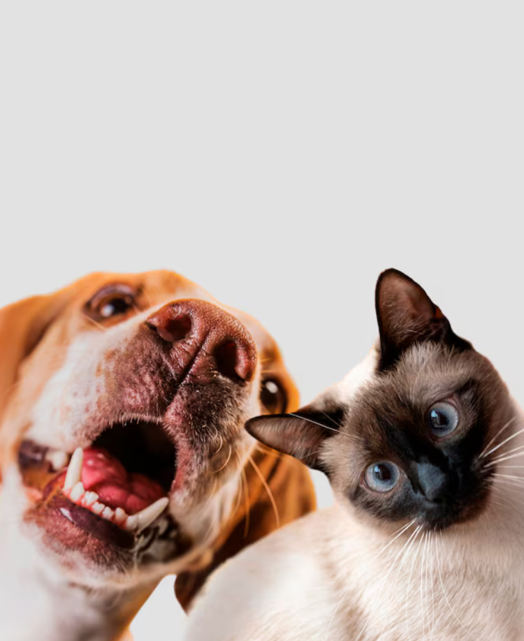 50% OFF for Pet Lovers