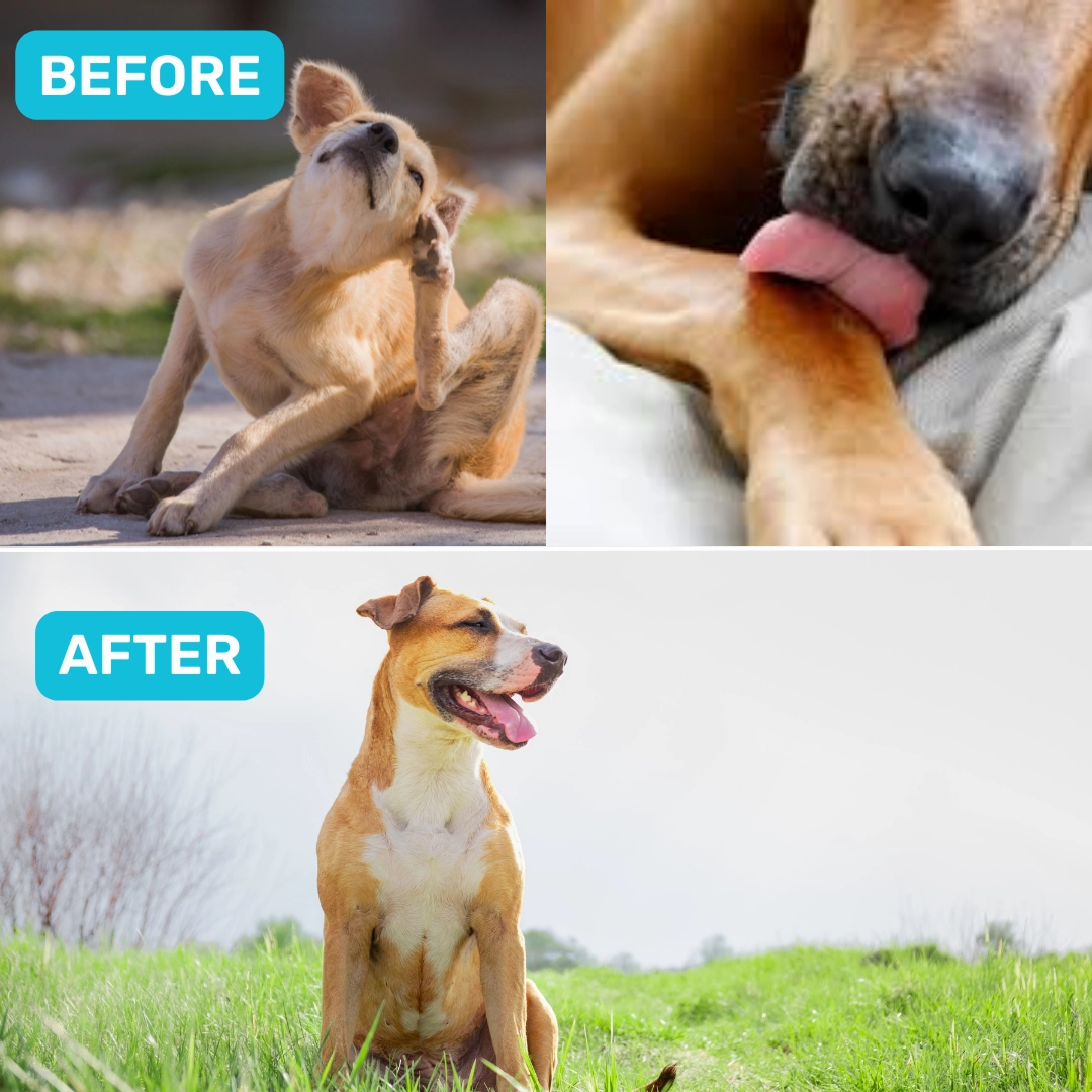 Absolut Pet Probiotics Gut Health Dog Supplement