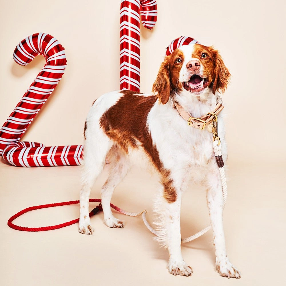 Adjustable Cotton Rope Dog Leash Coral Ombre