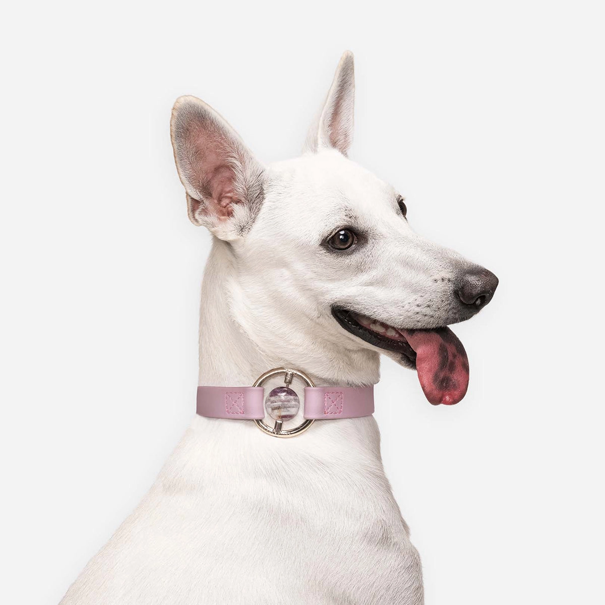 All Eyes On Me Dog Collar Lilac Haze/Chevron Amethyst