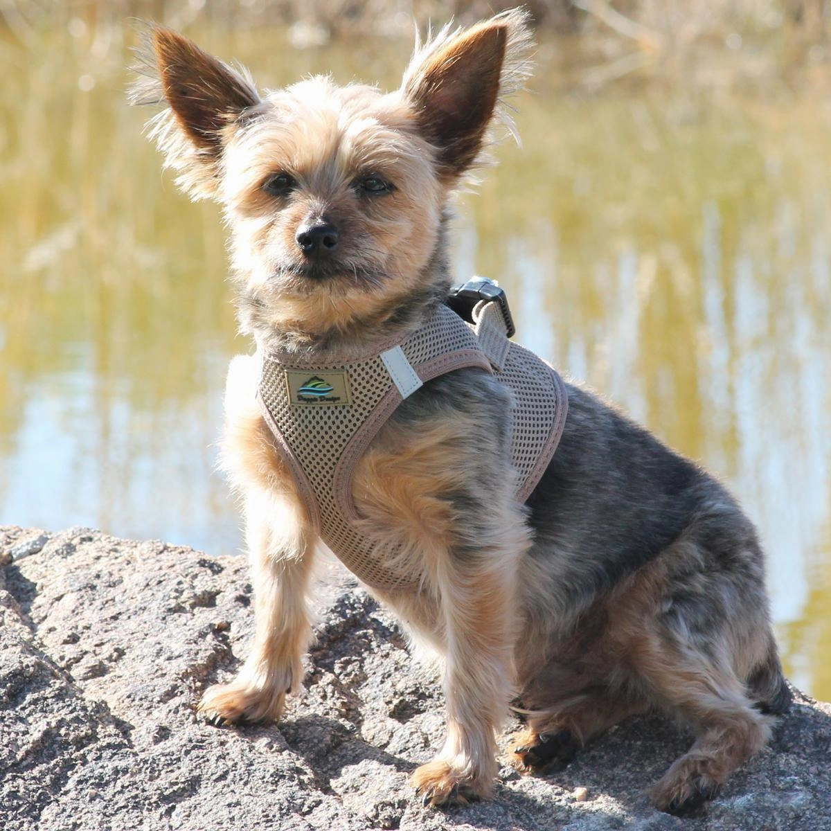 American River Dog Harness Fossil Brown
