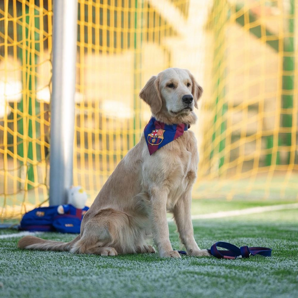 Barcelona Bandana for Dogs