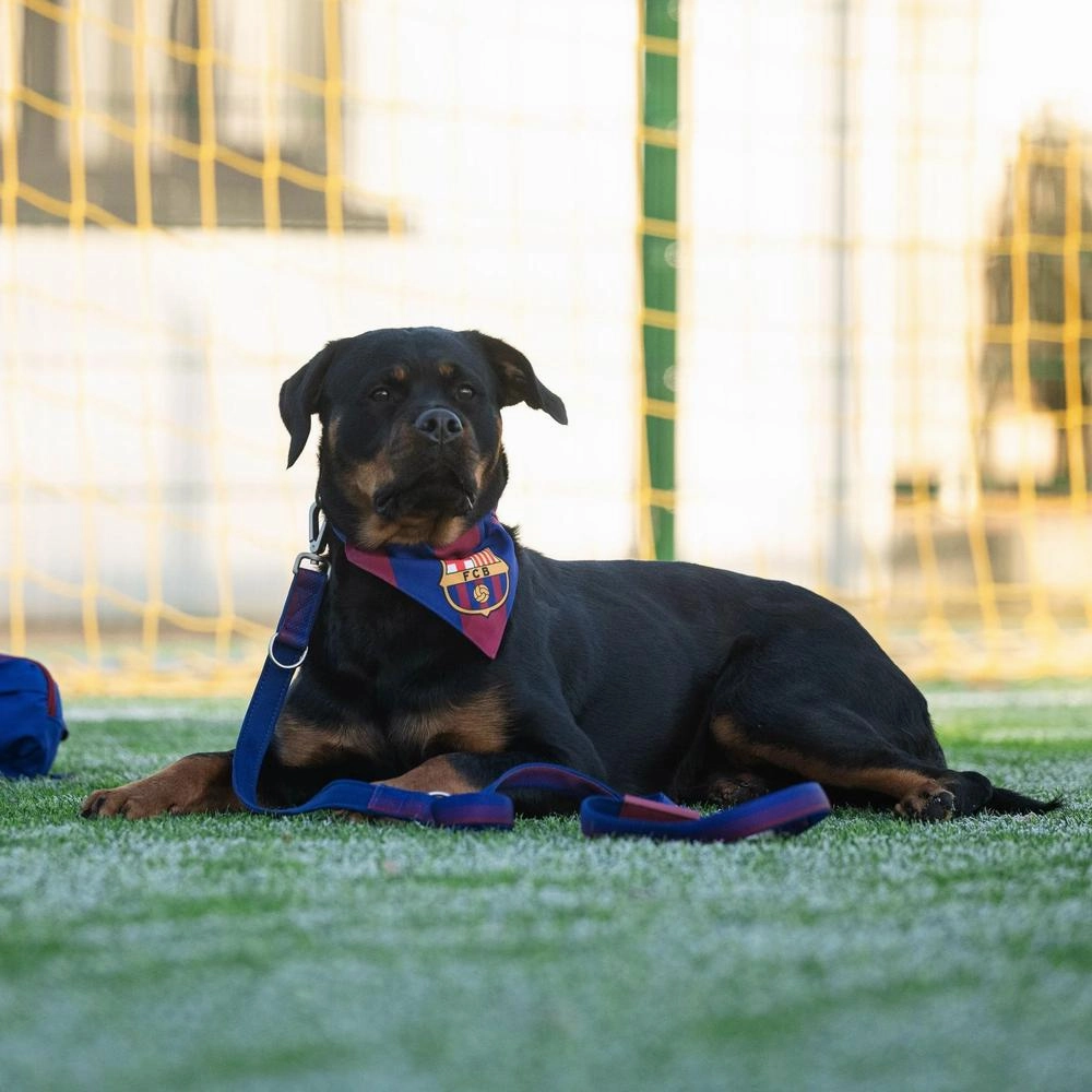 Barcelona Bandana for Dogs