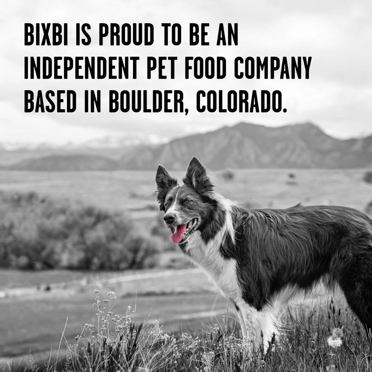 Bixbi Rawbble Freeze-Dried Lamb Recipe Dog Food