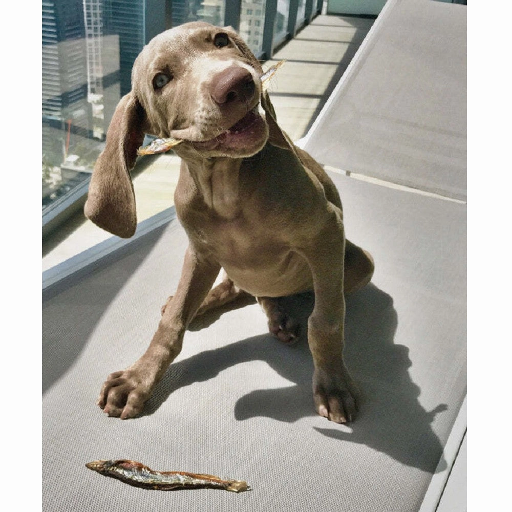 Capelin Whole Fish Dog Treats