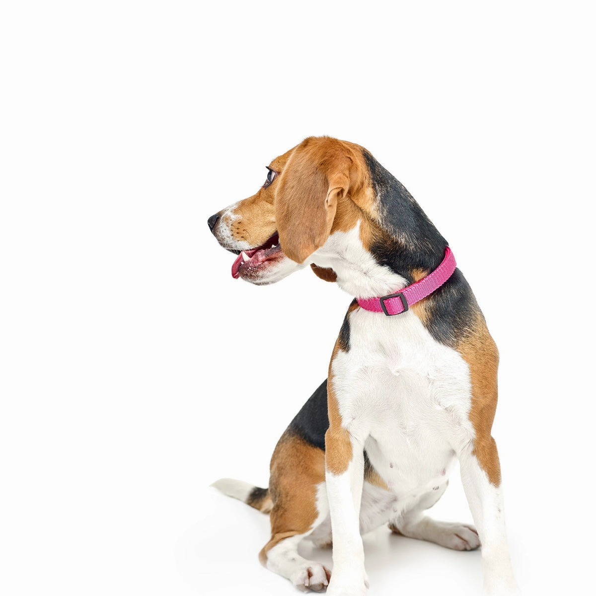 City Dog Collar Park Ave Pink