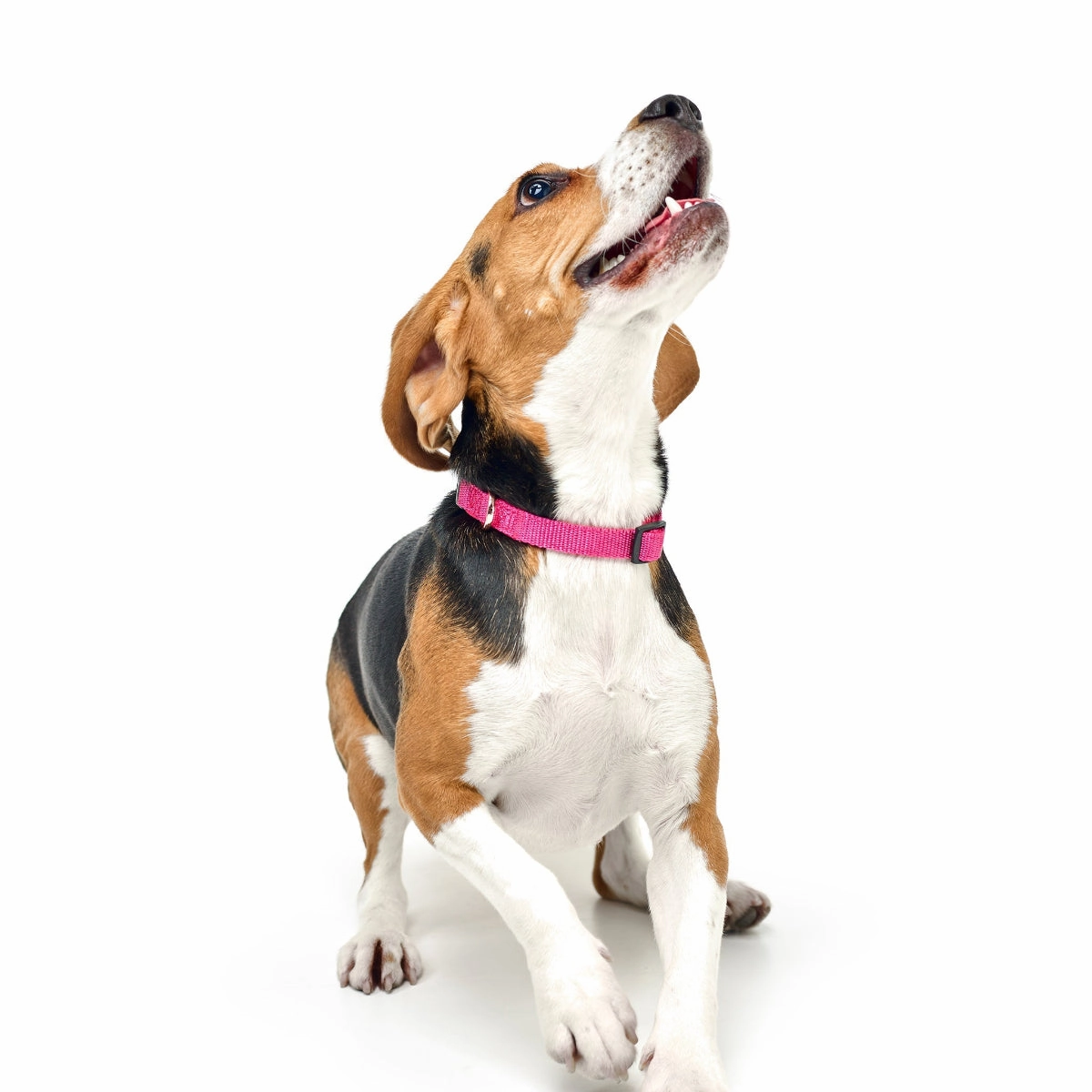 City Dog Collar Park Ave Pink