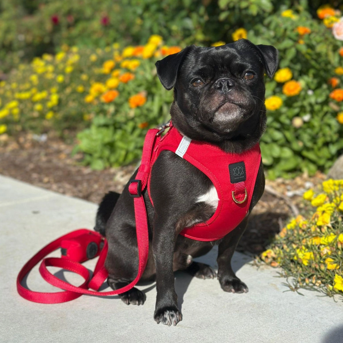 City Dog Leash Iconic Red