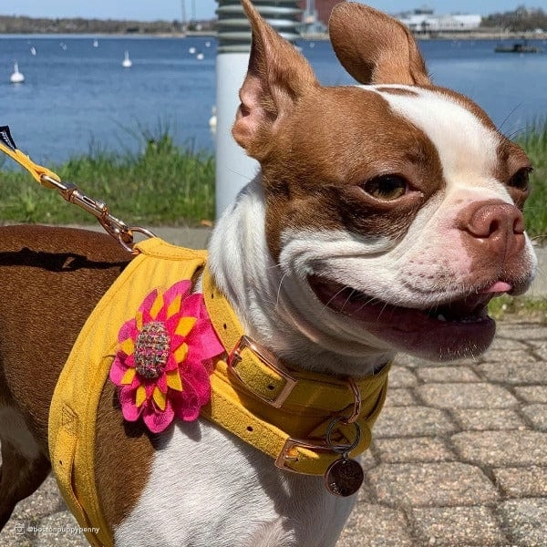 Coastal Accent Microfiber Dog Collar