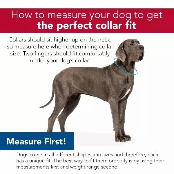 Coastal Accent Microfiber Dog Collar