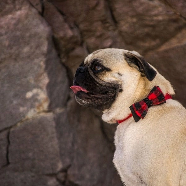 Coastal Accent Microfiber Dog Collar