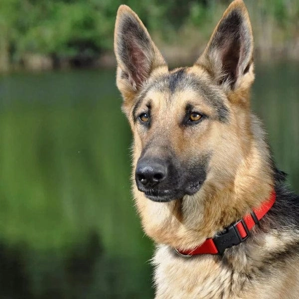 Coastal Adjustable Nylon Collar with Plastic Buckle