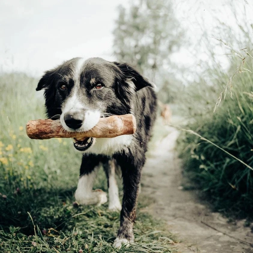 Coffee Tree Stick Dog Chew