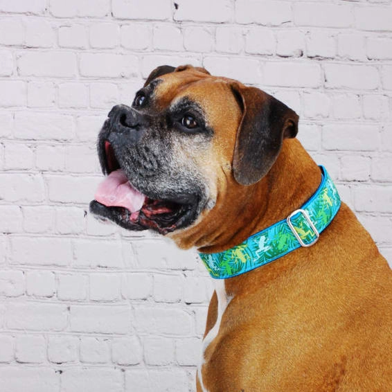Coqui Surf Dog Collar