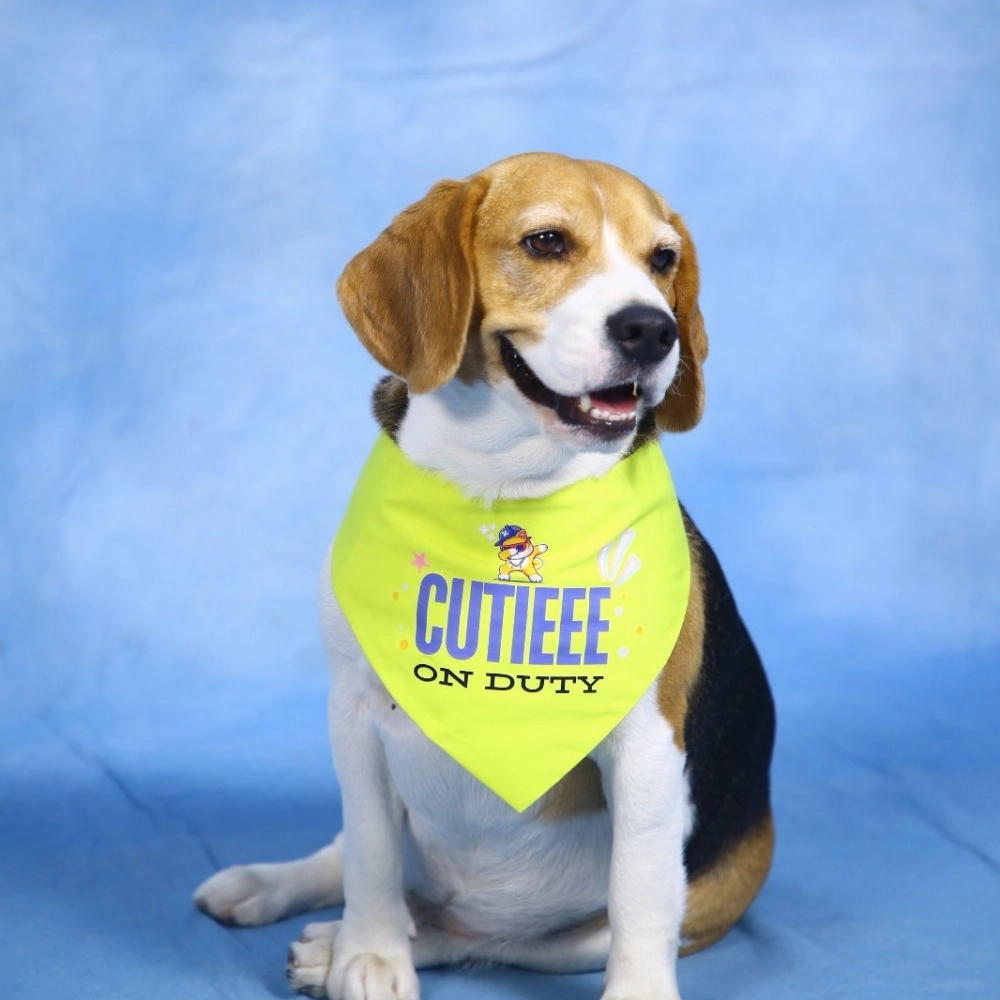 Dogobow Cutie on Duty Bandana for Dogs (Yellow)