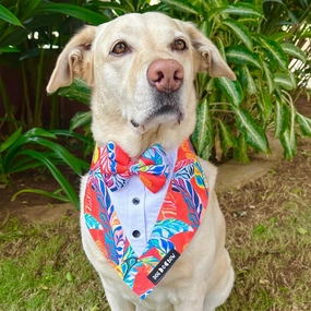 Dogobow Hawaii Print Tuxedo Bandana for Dogs (Red)