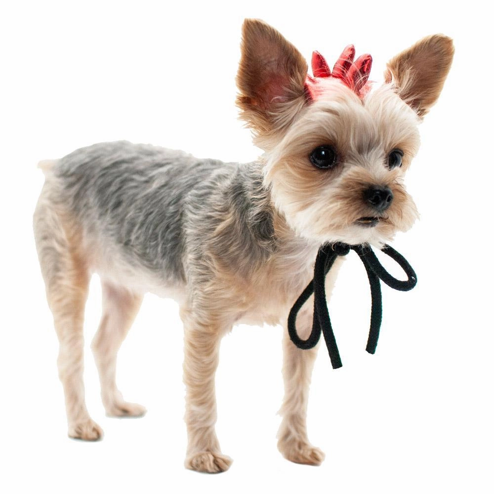 Dragon Dog Hat