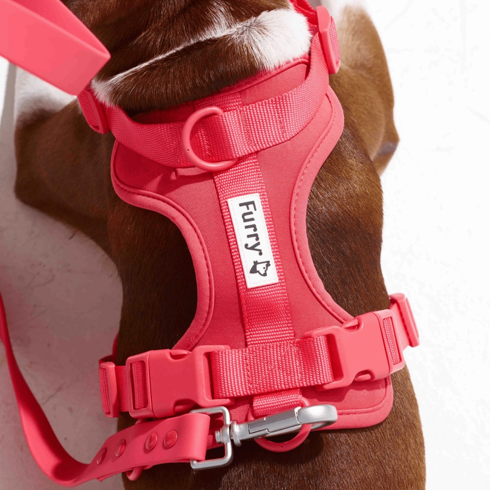 Furry & Co Bold Harness, Collar and Leash for Dogs Combo (Coral Red)