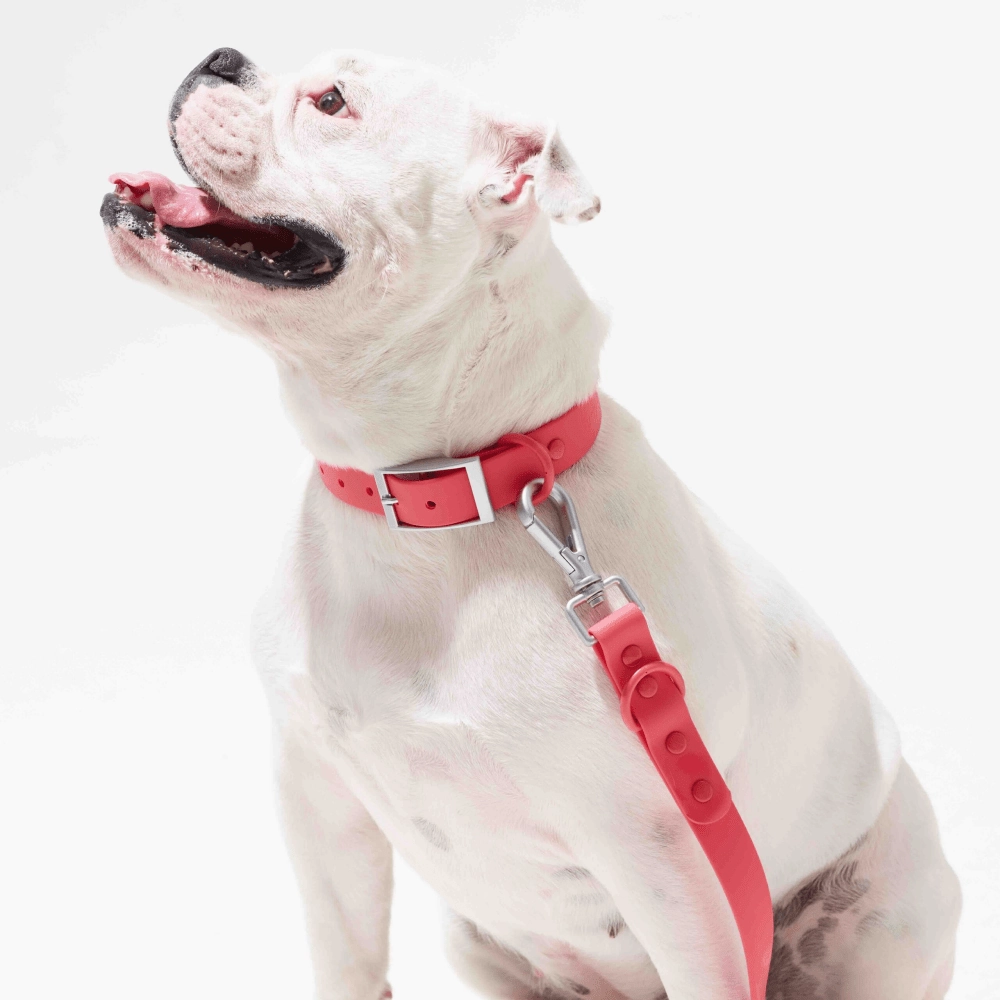 Furry & Co Bold Harness, Collar and Leash for Dogs Combo (Coral Red)