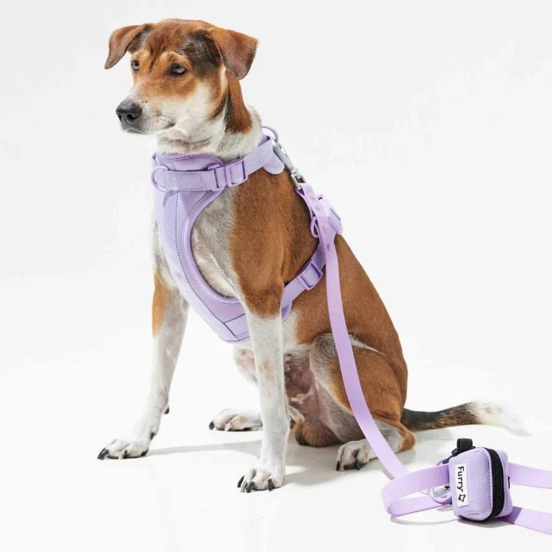 Furry & Co Bold Harness, Collar and Leash for Dogs Combo (Lilac)