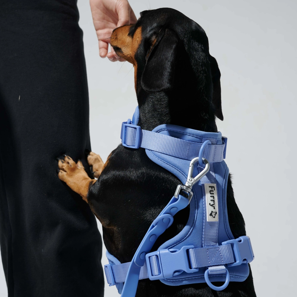 Furry & Co Bold Harness for Dogs (Everest Blue)