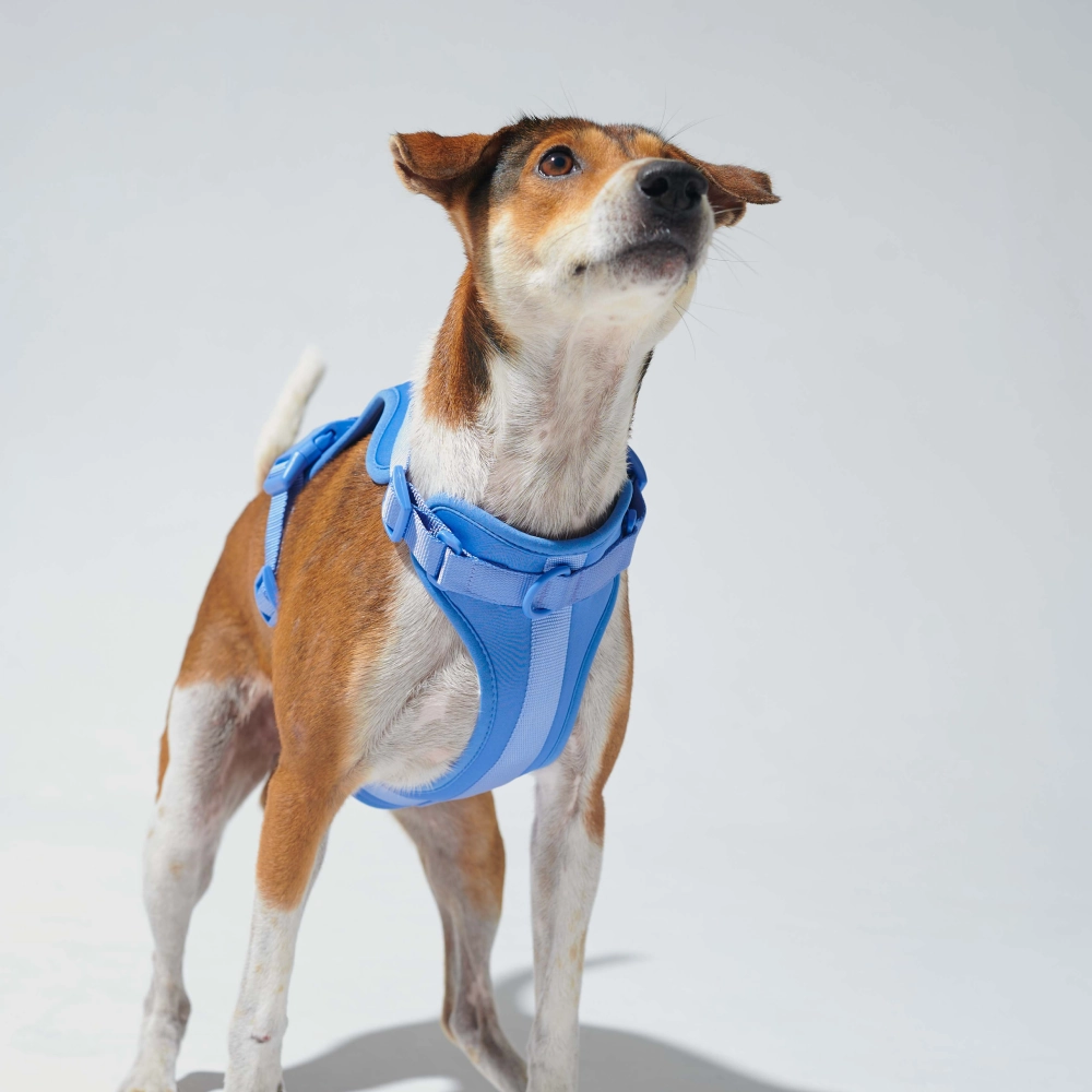 Furry & Co Bold Harness for Dogs (Everest Blue)