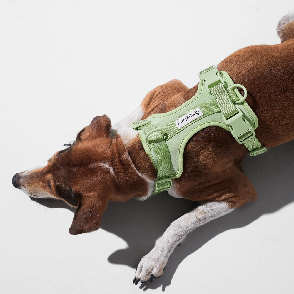Furry & Co Bold Harness for Dogs (Matcha Latte)