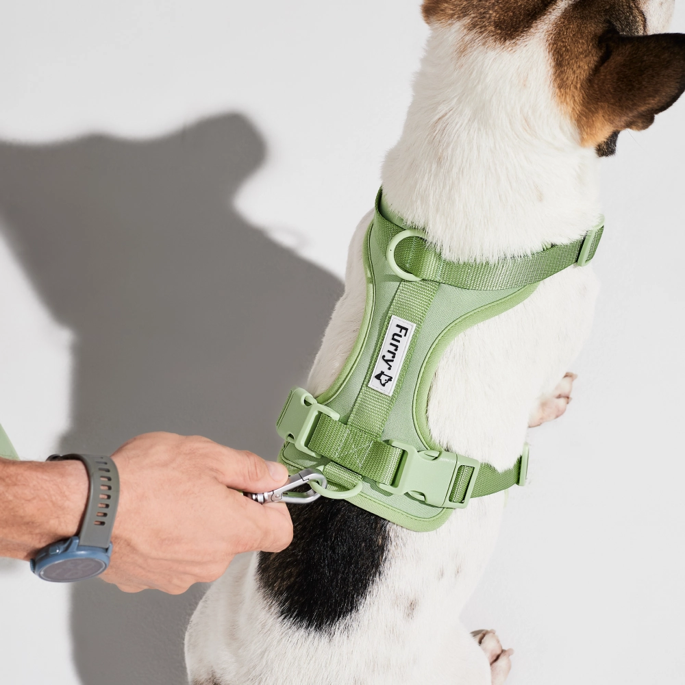 Furry & Co Bold Harness for Dogs (Matcha Latte)