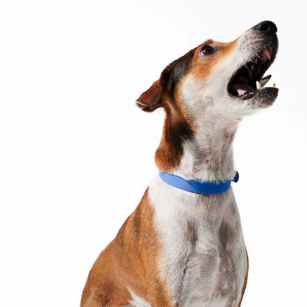 Furry & Co Weatherproof Collar for Dogs (Everest Blue)