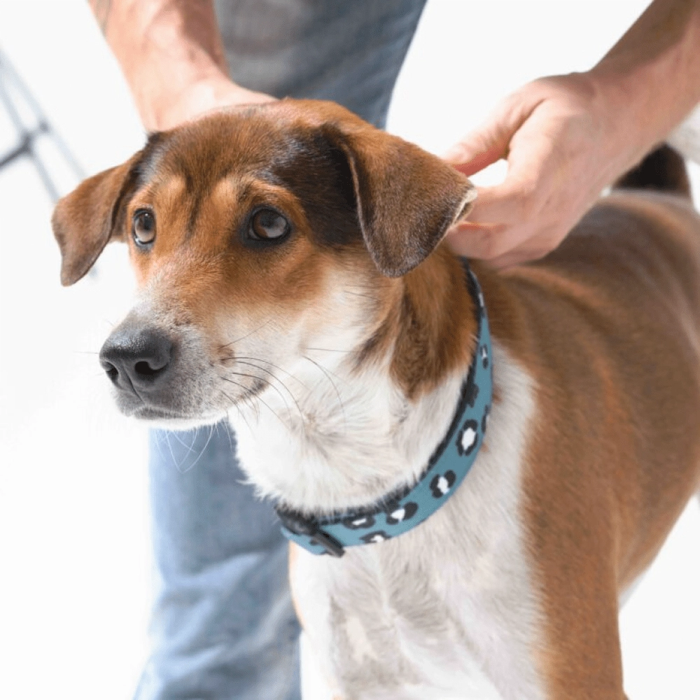 Furry & Co Wild One Comfort Collar for Dogs