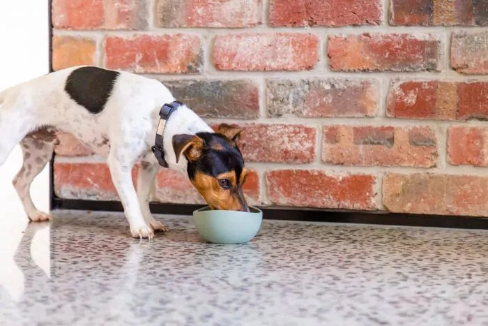FuzzYard Life Silicone Dog Bowl in Myrtle Green