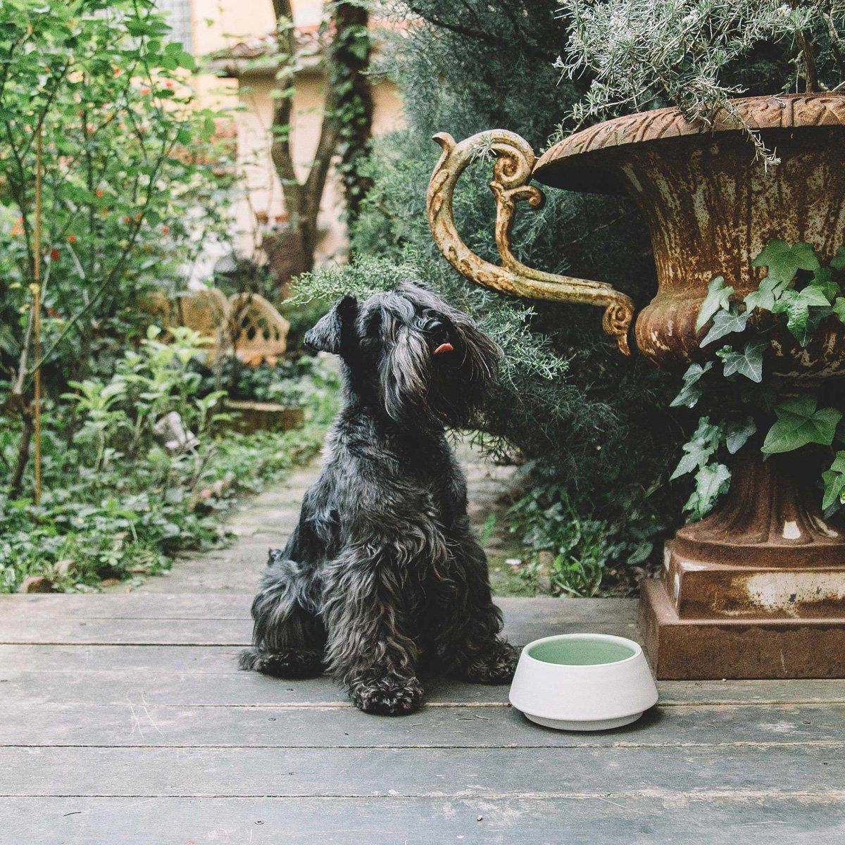 Green And Mommo Dog Water Bowl