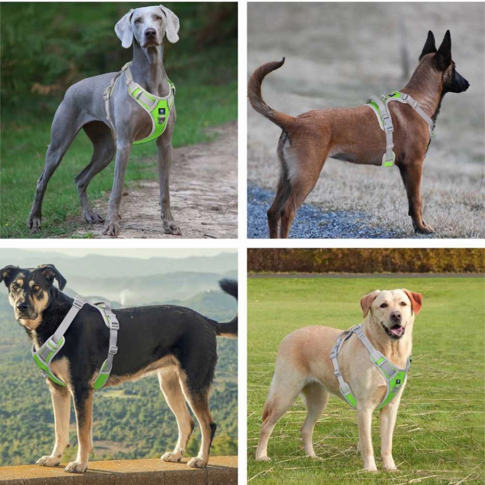 Hank 3M Reflective Harness for Puller Dogs (Grey/Neon Green)