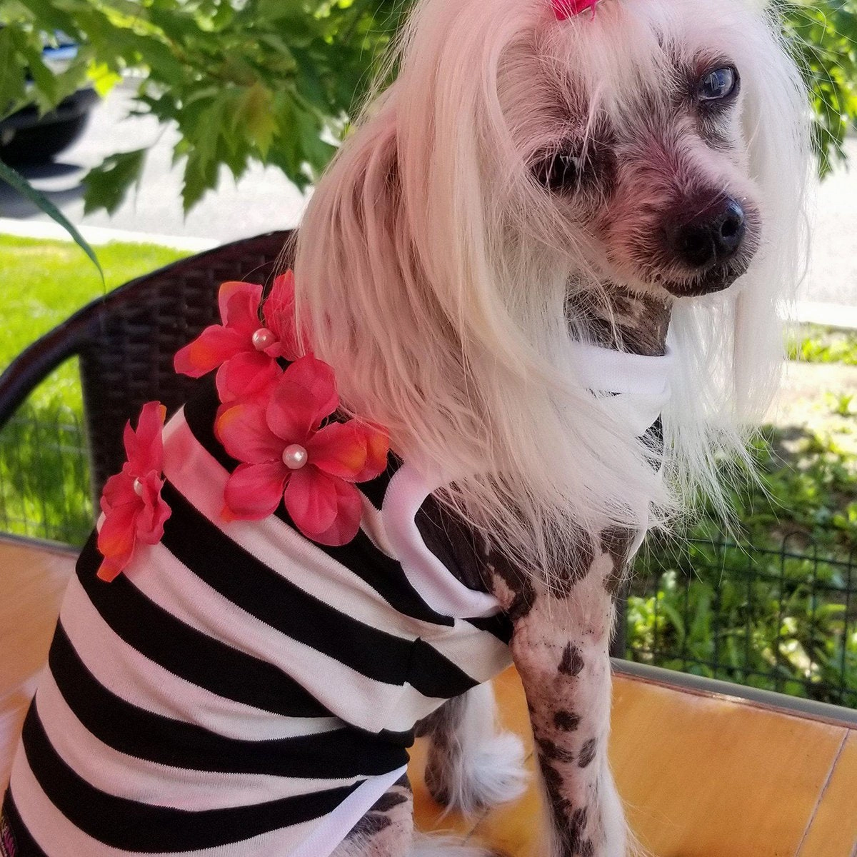 Hibiscus Stripe Dog Tank