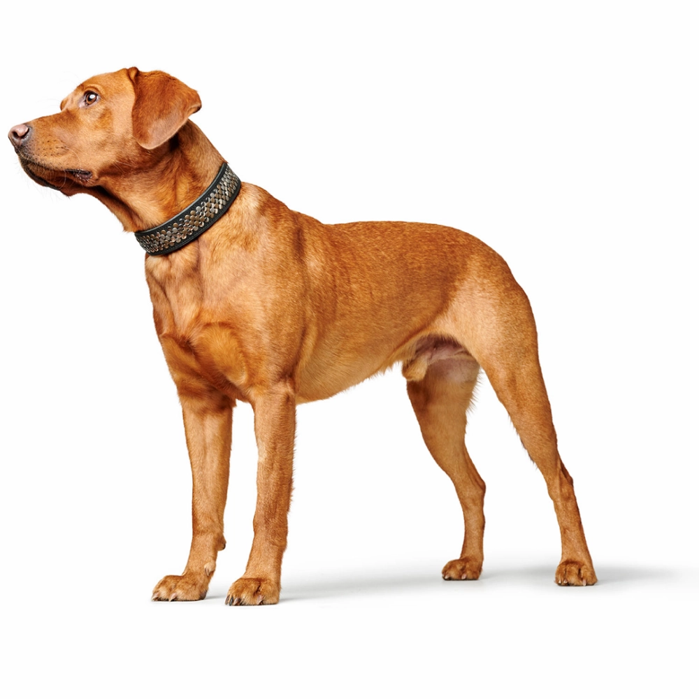 Hunter Arizona UP Collar for Dogs (Black)