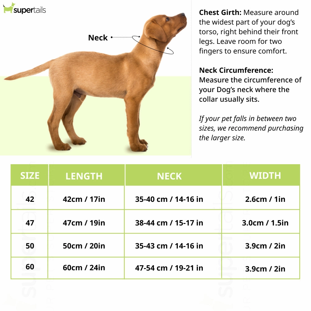 Hunter Arizona UP Collar for Dogs (Black)