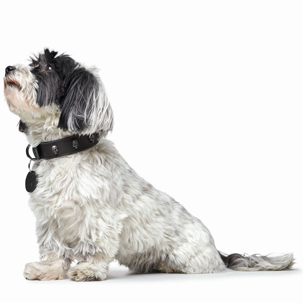 Hunter Tijuana Collar for Dogs (Black)