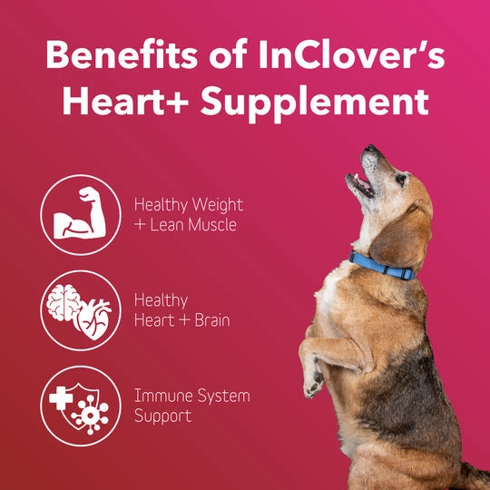 InClover BioVibrant Heart Health Powder Supplement for Dogs & Cats