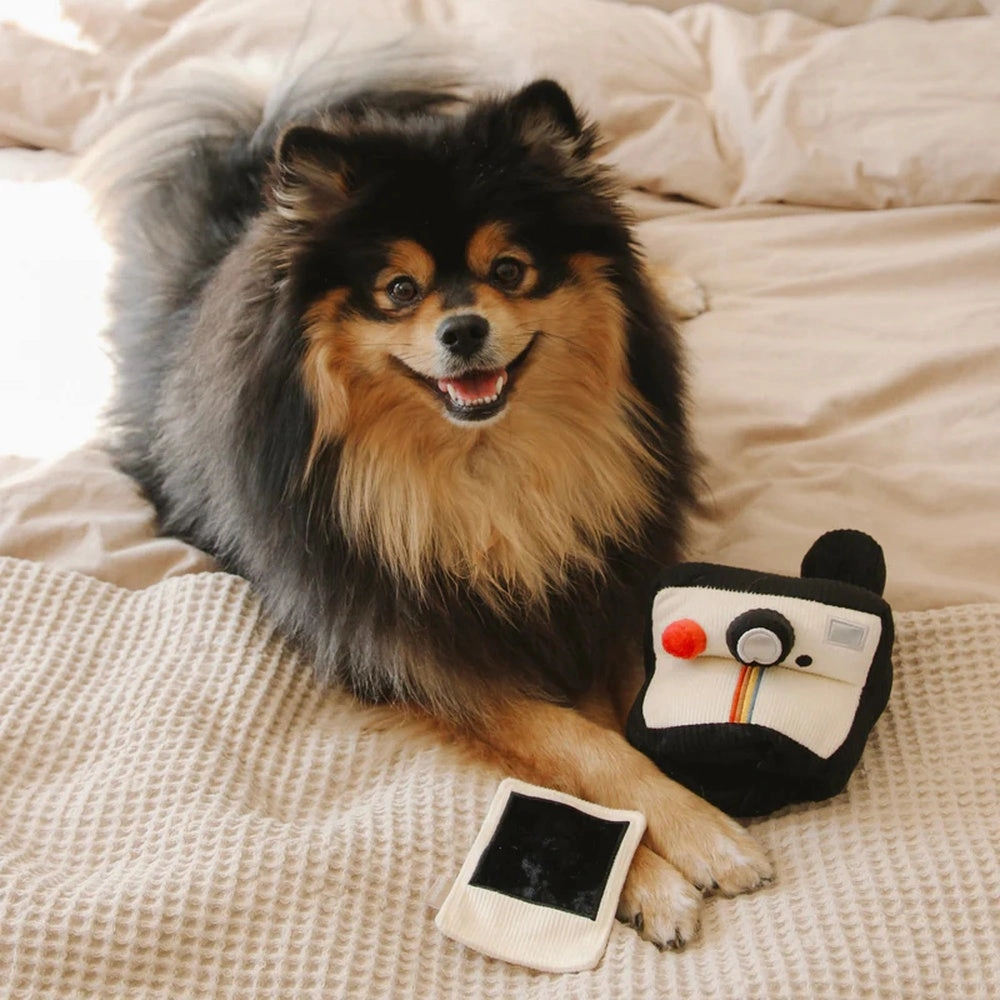 Instant Camera Snuffle   Squeaky Dog Toy