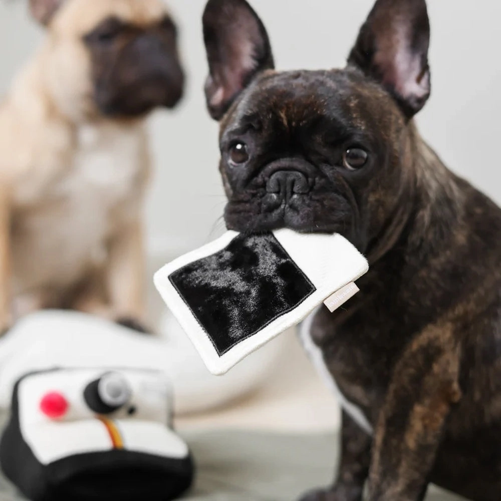 Instant Camera Snuffle   Squeaky Dog Toy