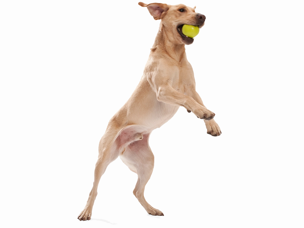 Jive Dog Ball Toy