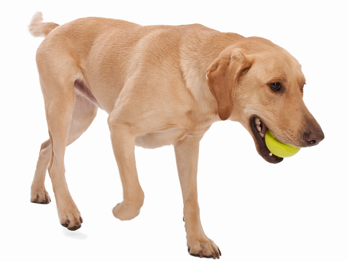 Jive Dog Ball Toy