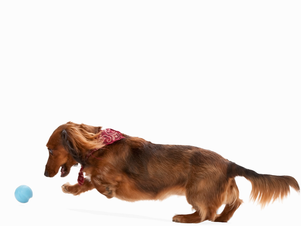 Jive Dog Ball Toy