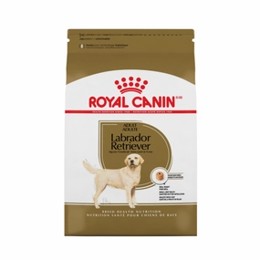 Labrador Retriever Adult