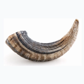 Lamb Horn