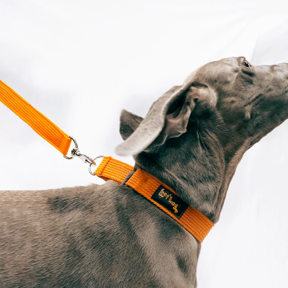 Let's Wag Martingale Fabric Collar for Dogs (Orange)