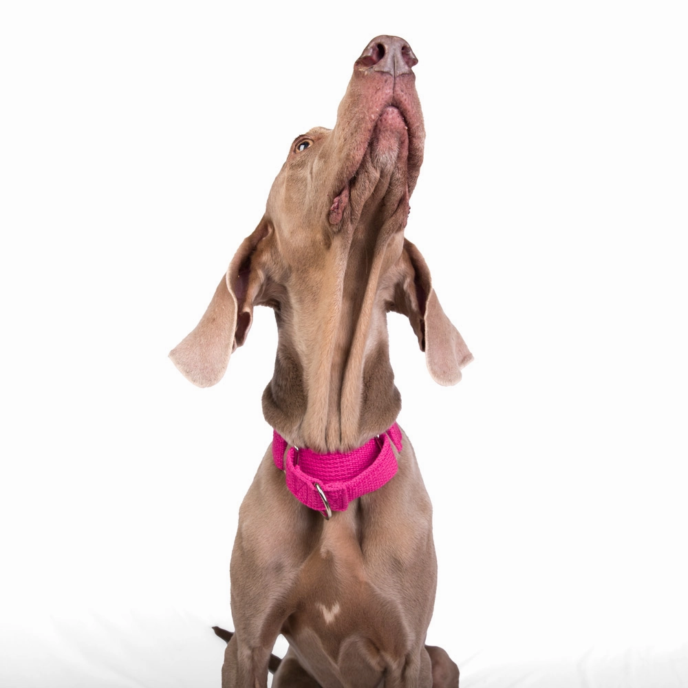 Let's Wag Martingale Fabric Collar for Dogs (Pink)