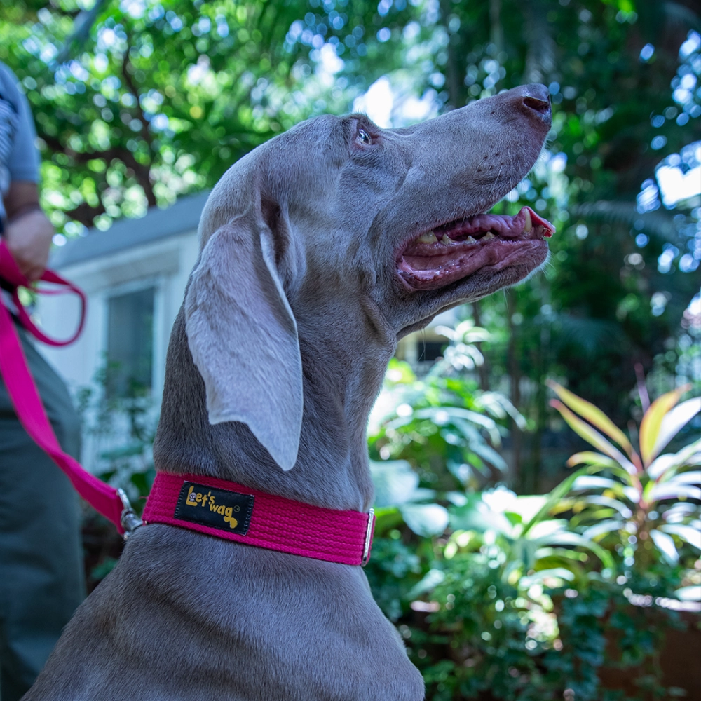 Let's Wag Martingale Fabric Collar for Dogs (Pink)
