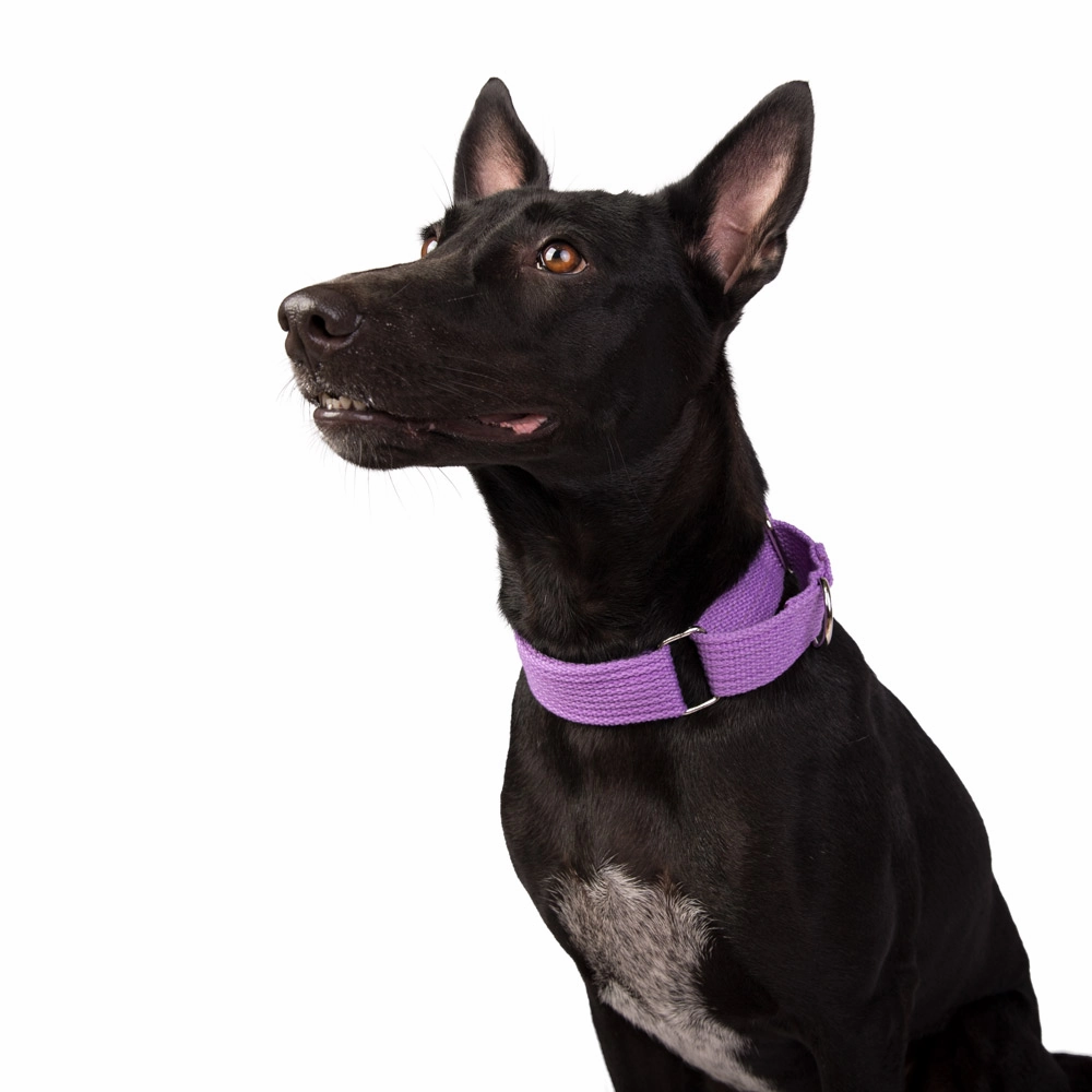 Let's Wag Martingale Fabric Collar for Dogs (Purple)